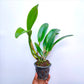 Cattleya Nakornchaisri Delight No. 2 - BS