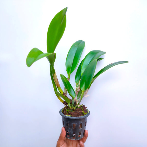 Cattleya Nakornchaisri Delight No. 2 - BS