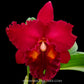 Cattleya (Blc.) Nakornchaisri Red - BS - Buy Orchids Plants Online by Orchid-Tree.com
