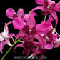 Dendrobium Violet Yamaji Nalo - BS