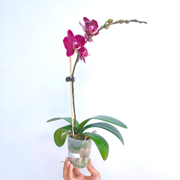 Phalaenopsis Fullers New Red - FF