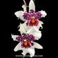 Oncidium ( Bllra.) Big Shot 'Hilo Sparkle' - BS