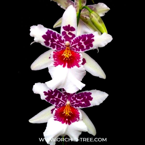 Oncidium ( Bllra.) Big Shot 'Hilo Sparkle' - BS