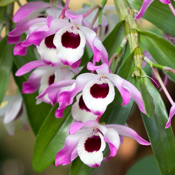 Dendrobium nobile var. assamica sp. - BS