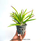 Cattleya (Br.) nodosa sp. - BS