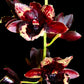 Catasetum (FDK.) No Doubt - BS