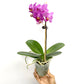Phalaenopsis Nongxiang Cherry | BS