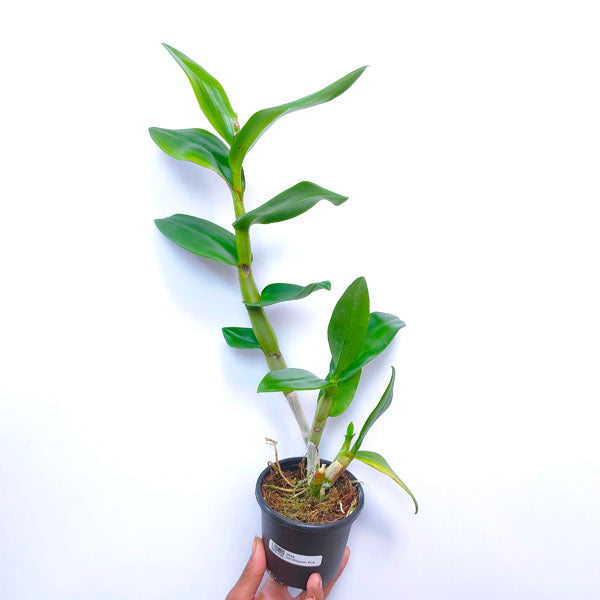 Dendrobium Nopporn Pink - BS - Buy Orchids Plants Online by Orchid-Tree.com