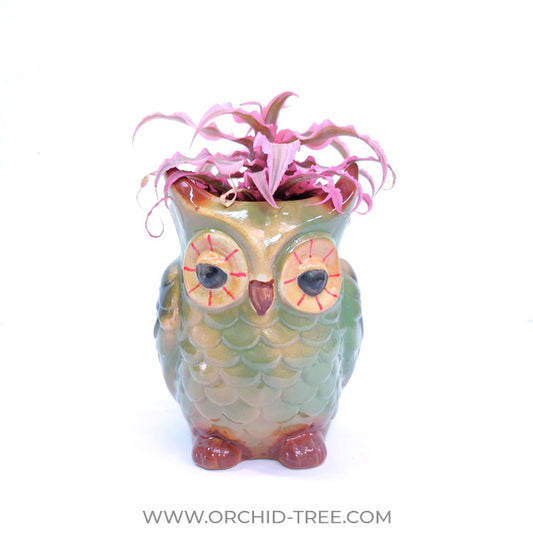 Owl Succulent Arrangement