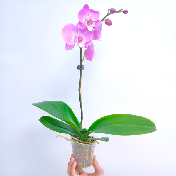 Phalaenopsis OX Pink - FF