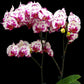 Phalaenopsis OX Princess - FF
