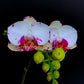 Phalaenopsis OX Princess - FF