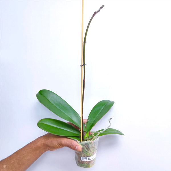Phalaenopsis OX Queen - FF