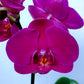 Phalaenopsis OX Red Rose - With Open Flowers | FF