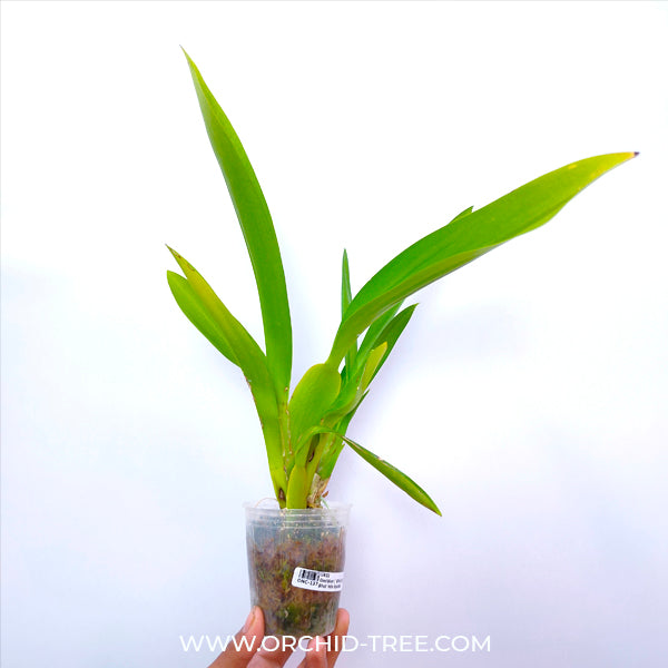 Oncidium ( Bllra.) Big Shot 'Hilo Sparkle' - BS