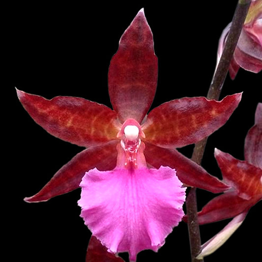 Oncidium (Colmanara) Masai Pink Orchid Plant - BS