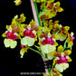 Oncidium Space Race 'Coco' - BS