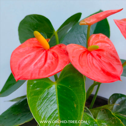 Anthurium Orange - FF - Buy Orchids Plants Online by Orchid-Tree.com