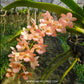 Rhynchostylis gigantea orange sp. - FF - Buy Orchids Plants Online by Orchid-Tree.com
