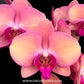 Phalaenopsis OX Macaron - FF
