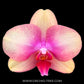 Phalaenopsis OX Macaron - FF