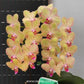 Phalaenopsis Victory Boogie Woogie - FF