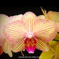 Phalaenopsis Victory Boogie Woogie - FF