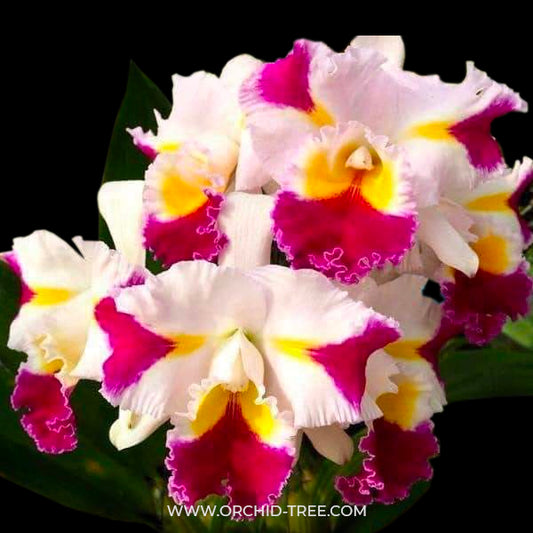 Cattleya (Rlc.) Pachara Fancy - BS - Buy Orchids Plants Online by Orchid-Tree.com