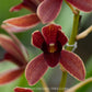 Grammatocymbidium (HTC) Pakkret Garuda Red - BS