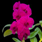 Dendrobium Panama Red - BS