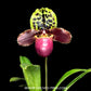 Paphiopedilum henryanum Sp. - MS