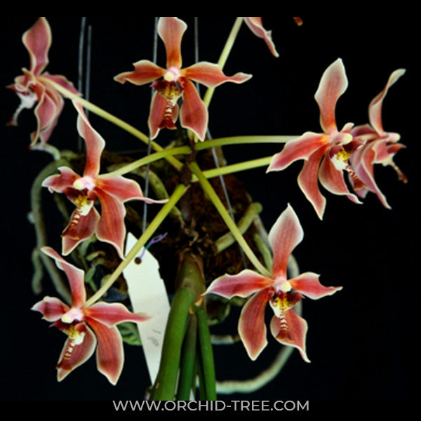 Paraphalaenopsis labukensis sp. Orchid Plant - BS