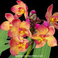 Spathoglottis Peach - BS