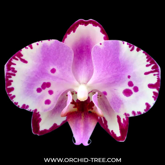 Phalaenopsis Peacock Emperor Orchid Plant -FF - Buy Orchids Plants Online by Orchid-Tree.com