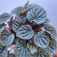 Peperomia Caperata - Buy Orchids Plants Online by Orchid-Tree.com
