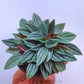 Peperomia Caperata Rosso - Buy Orchids Plants Online by Orchid-Tree.com