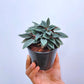 Peperomia Caperata Rosso - Buy Orchids Plants Online by Orchid-Tree.com