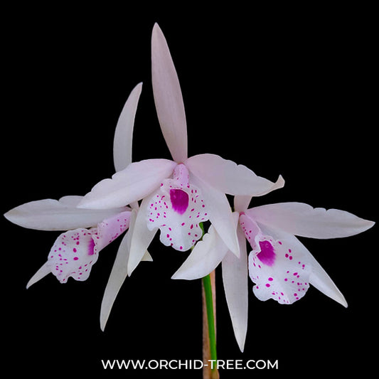Cattleya Petite Stars - BS