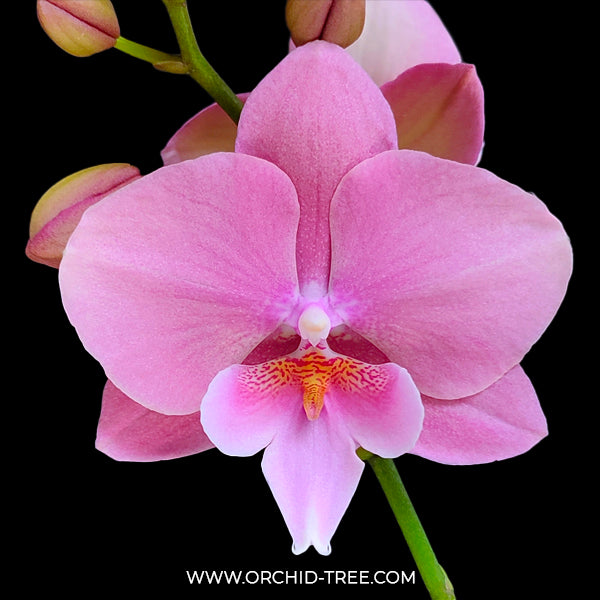 Phalaenopsis Pink Icing Orchid Plant - BS