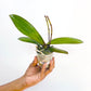 Phalaenopsis Big Mouse - BS
