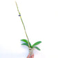 Phalaenopsis Join Paradise - BS
