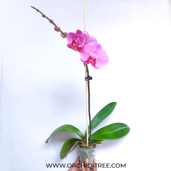 Phalaenopsis Lianher Red Apple - FF - Buy Orchids Plants Online by Orchid-Tree.com