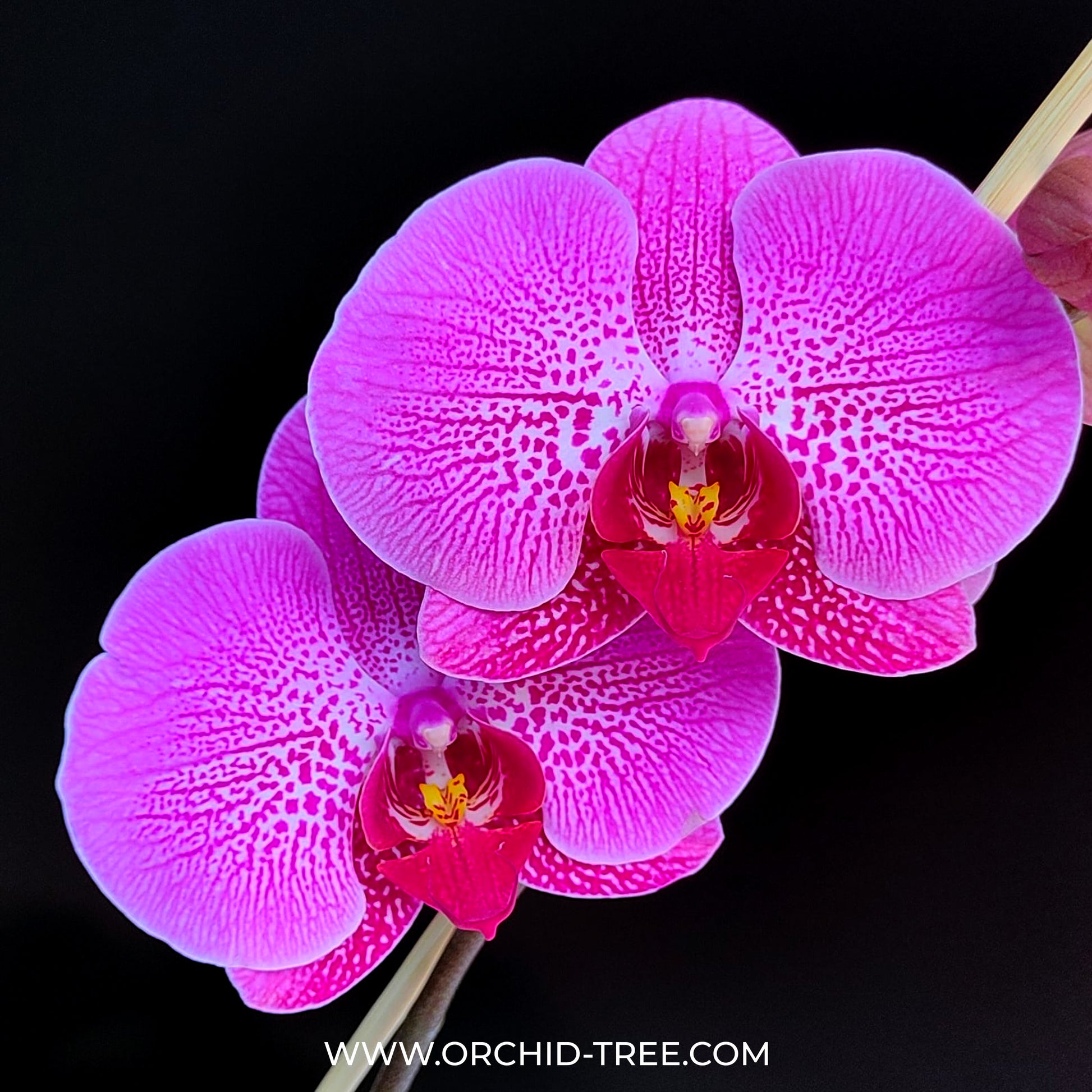 Phalaenopsis Lianher Red Apple - FF - Buy Orchids Plants Online by Orchid-Tree.com