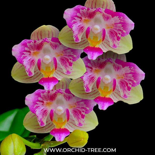 Phalaenopsis Miki Lovely Girl - BS