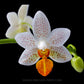 Phalaenopsis Mini Mark - FF