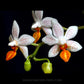 Phalaenopsis Mini Mark - FF