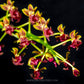 Phalaenopsis difformis sp. - BS
