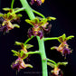 Phalaenopsis difformis sp. - BS