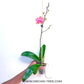 Phalaenopsis Fullers Rusty - FF