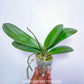 Phalaenopsis OX Apollo - FF